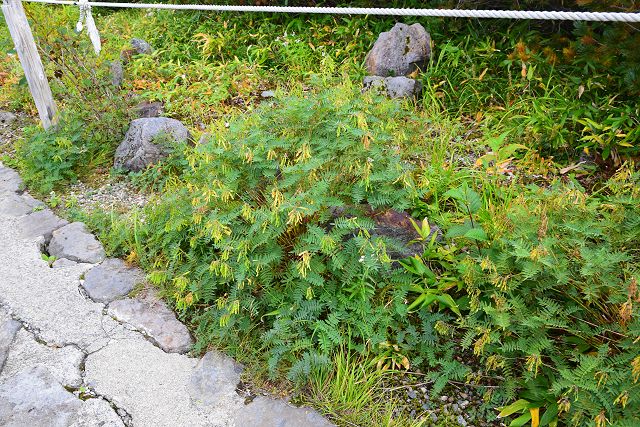 立山室堂平の散策道脇に生えるイワオウギ