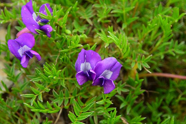 オヤマノエンドウの花