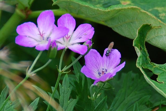 ハクサンフウロの花と虫