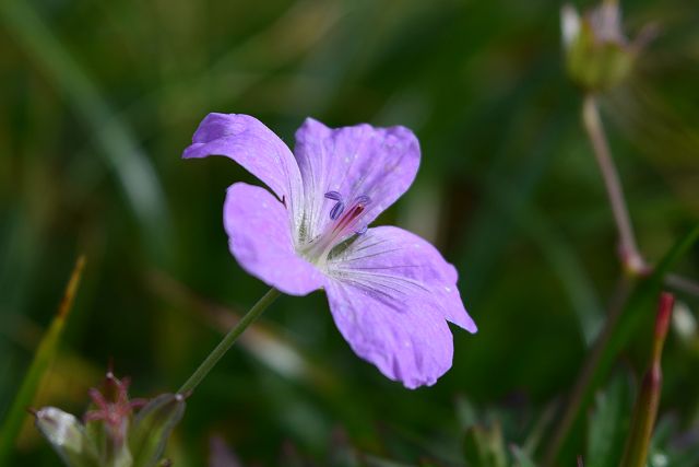 薬師岳で見たハクサンフウロの花