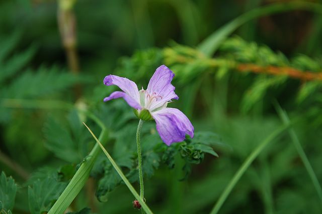 ハクサンフウロの花