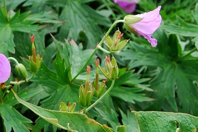 花の終わったハクサンフウロ