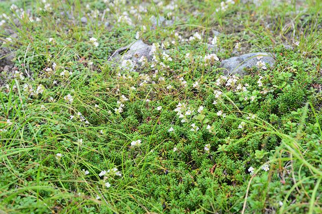 ガンコウランに混じって咲くミヤマコゴメグサの花々