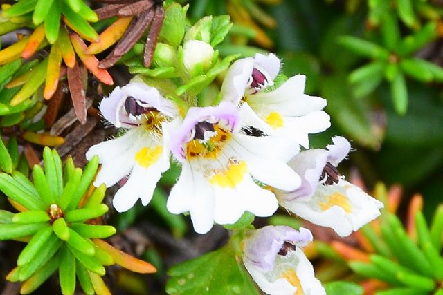 ミヤマコゴメグサの花