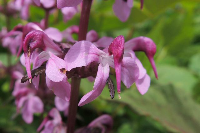 ヨツバシオガマの花のクローズアップ