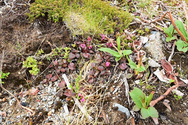 他の高山植物に先駆けて花が咲き始めたコイワカガミ