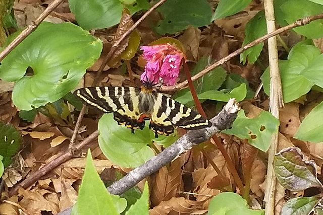 イワカガミの蜜を吸うギフチョウ