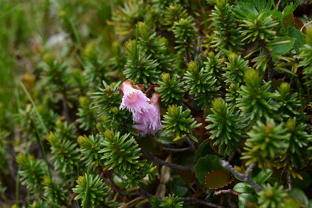 ツガザクラの枝の間に顔を出すコイワカガミの花