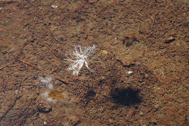 水面に浮かぶワタスゲの種