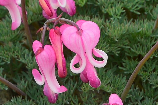 白馬岳稜線で見たコマクサの花