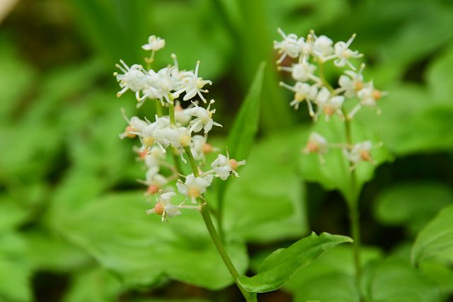 剱岳・早月尾根で見たマイヅルソウの花