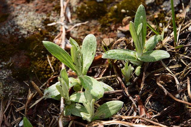 芽吹いたばかりの新芽のヤマハハコ