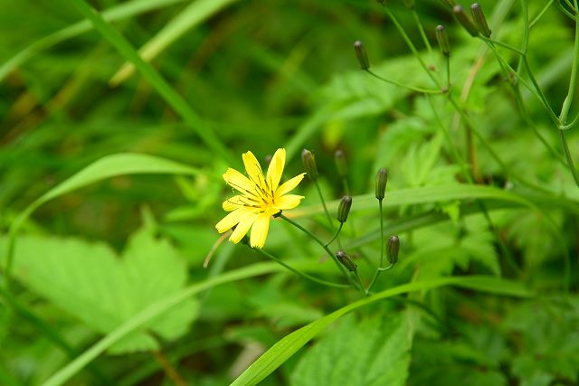 クモマニガナの花と蕾