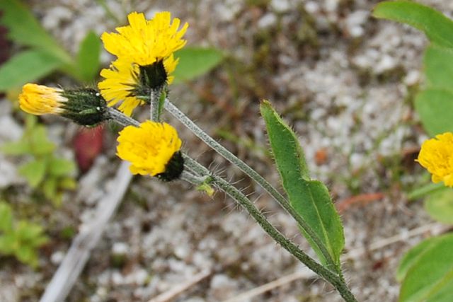 ミヤマコウゾリナの茎と葉の毛