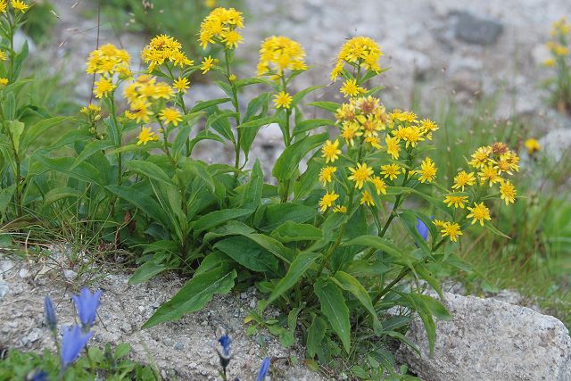 ミヤマアキノキリンソウの葉