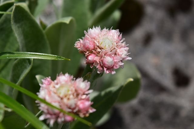 タカネヤハズハハコの花