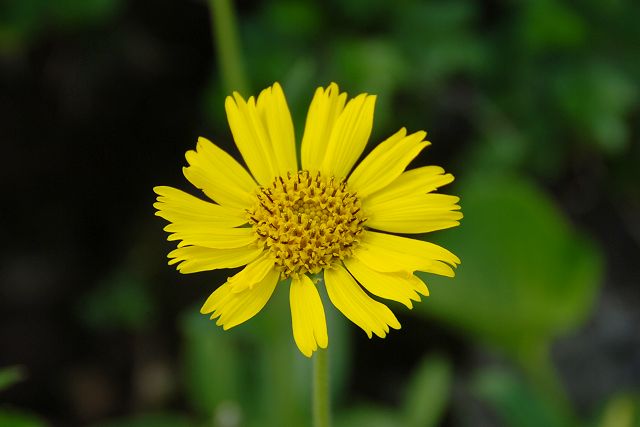 ウサギギクの花