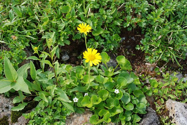 ウサギギクおよびタテヤマリンドウとイワイチョウ