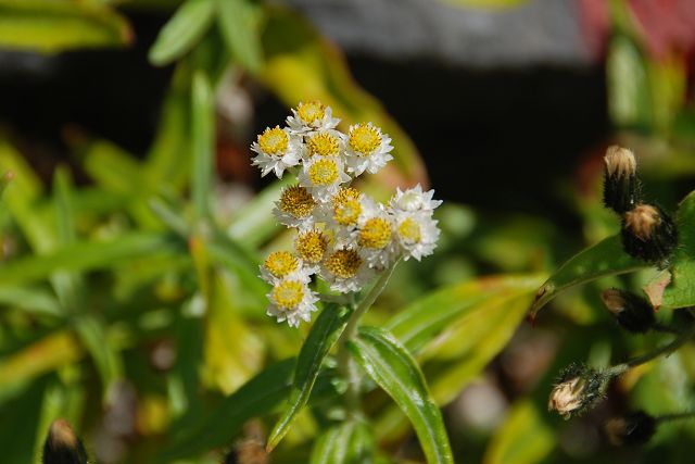 ヤマハハコの花