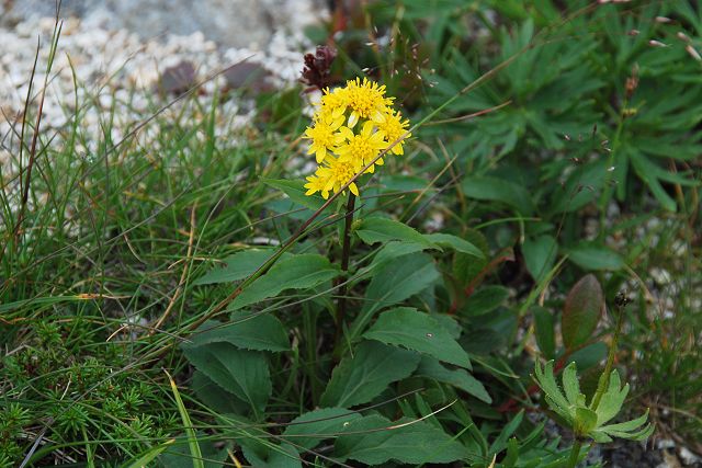 浄土山に咲くミヤマアキノキリンソウ