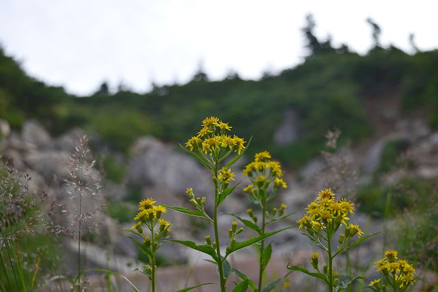 薬師岳への登山道で見たミヤマアキノキリンソウ