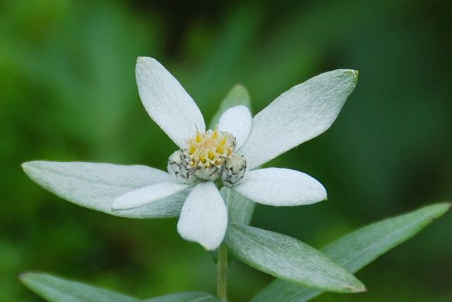 ミネウスユキソウの花