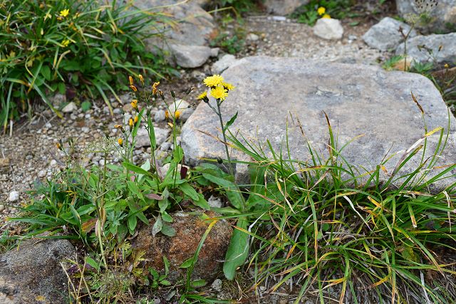 薬師岳への登山道で見たミヤマコウゾリナ