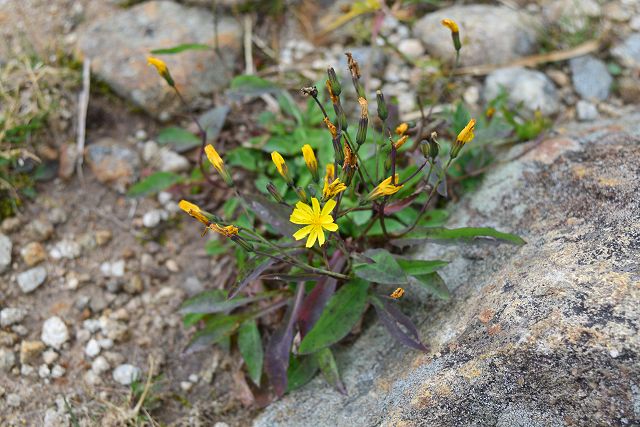 薬師岳への登山道で見たクモマニガナ