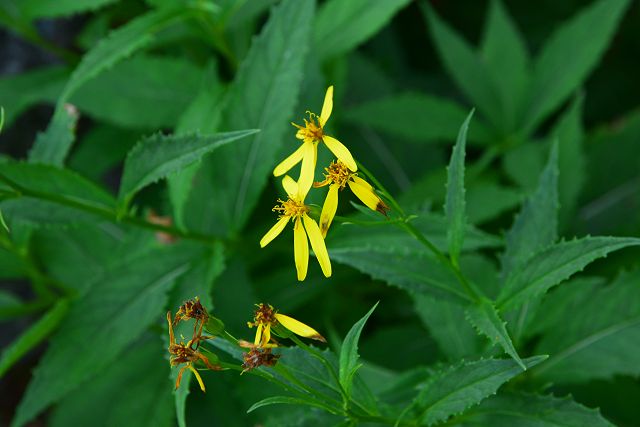 終わりかけのキオンの花