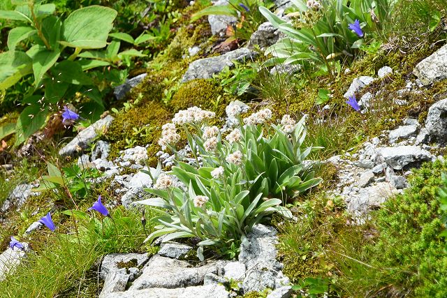 浄土山・龍王岳から一の越への登山道で見た白花のタカネヤハズハハコと紫のイワギキョウ