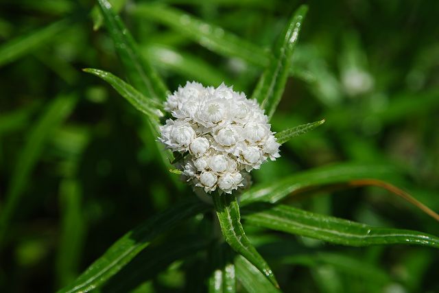 クローズアップして見ると、菊のようなヤマハハコの蕾