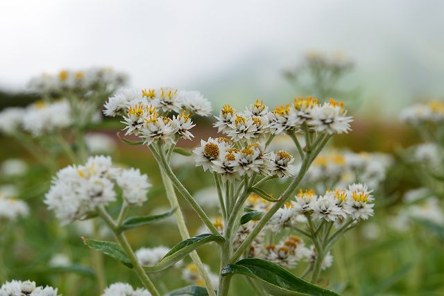 真横からクローズアップ、ヤマハハコの花