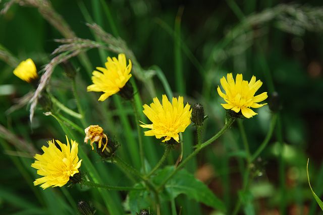 ミヤマコウゾリナの花