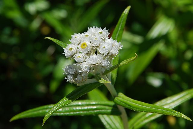 立山室堂平で見たヤマハハコの花