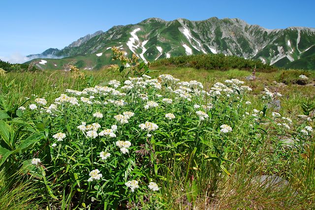 剱岳と雷鳥坂および別山乗越稜線を背にしたヤマハハコ