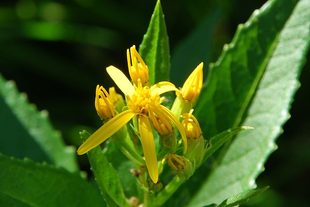 キオンの花と蕾