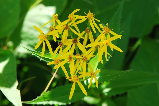 キオンの花