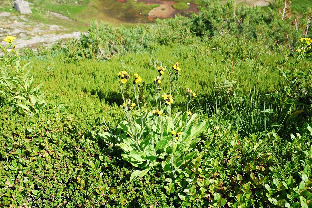 立山室堂平で咲くミヤマコウゾリナ