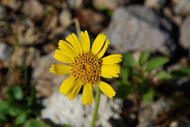 ウサギギクの花