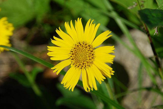 ウサギギクの花