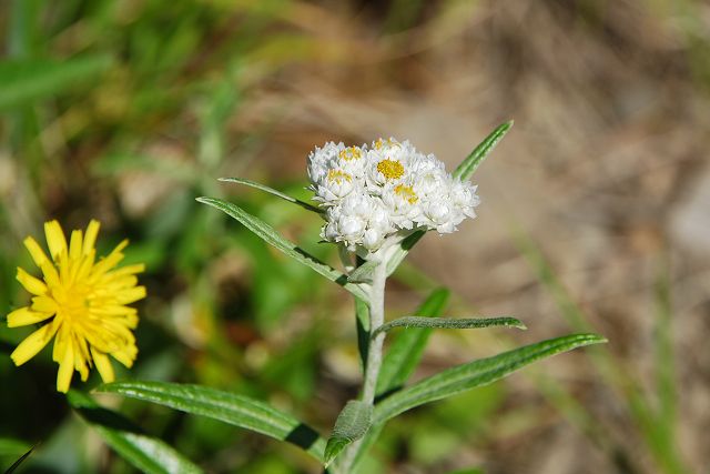 室堂平から弥陀ヶ原への登山道で見たヤマハハコの花