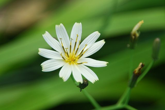 白花のクモマニガナ