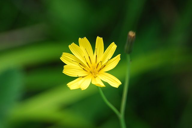 黄花のクモマニガナ