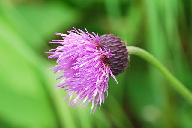 タテヤマアザミの花