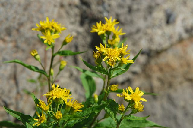 ミヤマアキノキリンソウの花