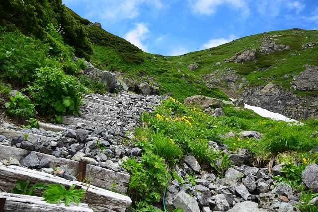 登山道脇のミヤマタンポポ群落