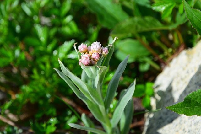 小蓮華山から船越ノ頭で見たタカネヤハズハハコ