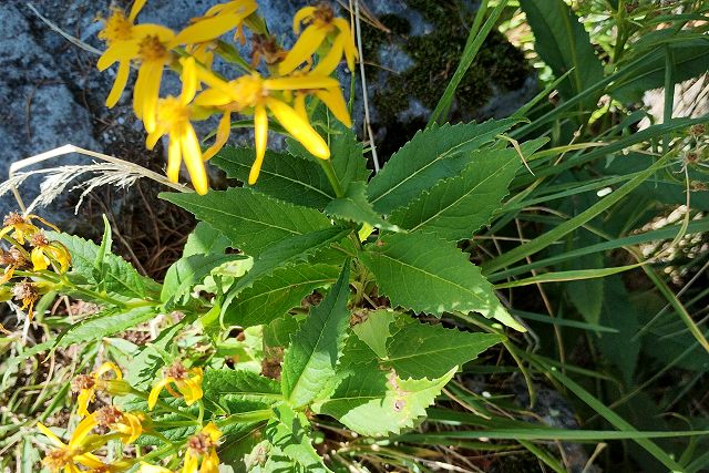 終わりかけのキオンの花