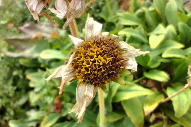 枯れたウサギギクの花