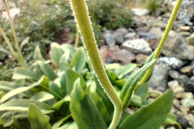 ウサギギクの茎の繊毛